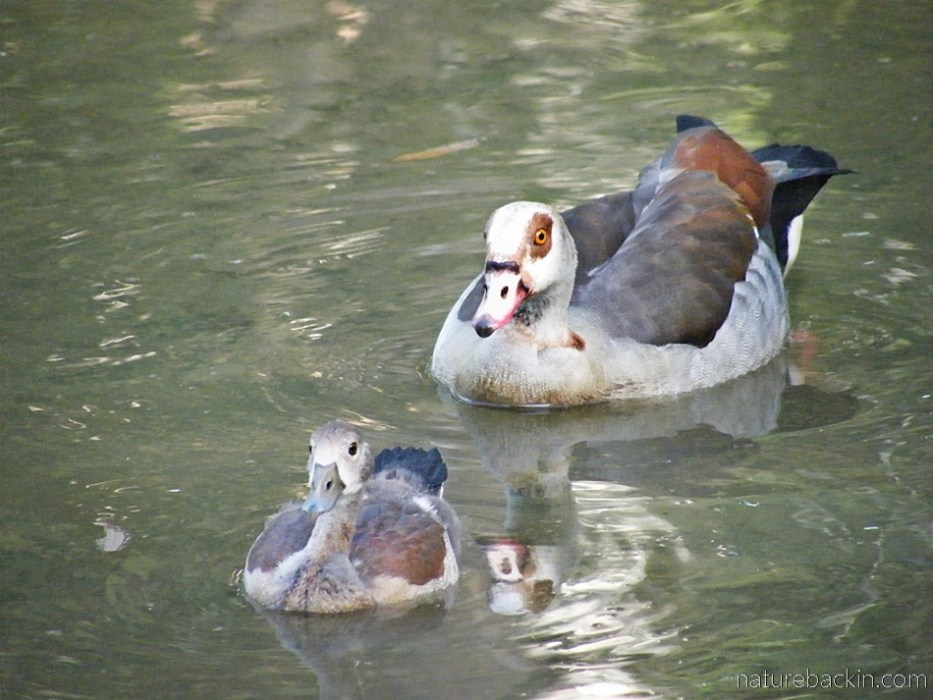 Egyptian goose swimming with chick, South Africa