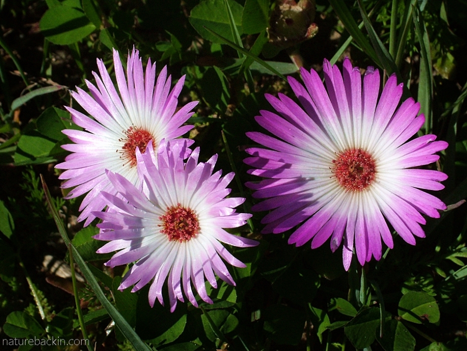 Pink and white Bokbaai vygie in flower at Postberg nature reserve