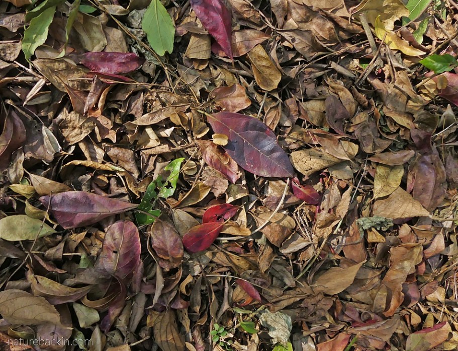 Carpet of fallen leaves from deciduous trees, South Africa