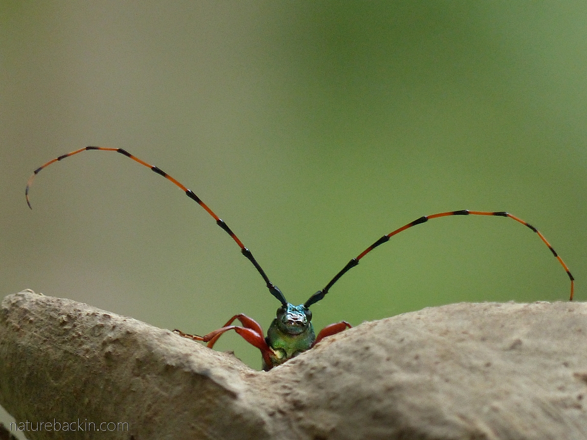 Longhorned beetle, South Africa