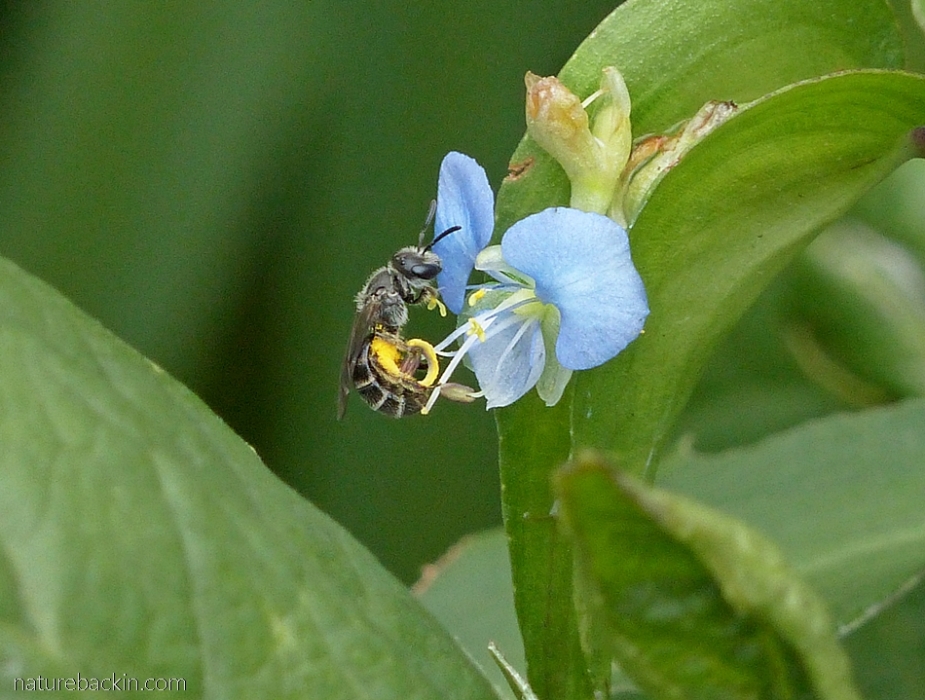 Solitary bee visiting a flower and collecting pollen
