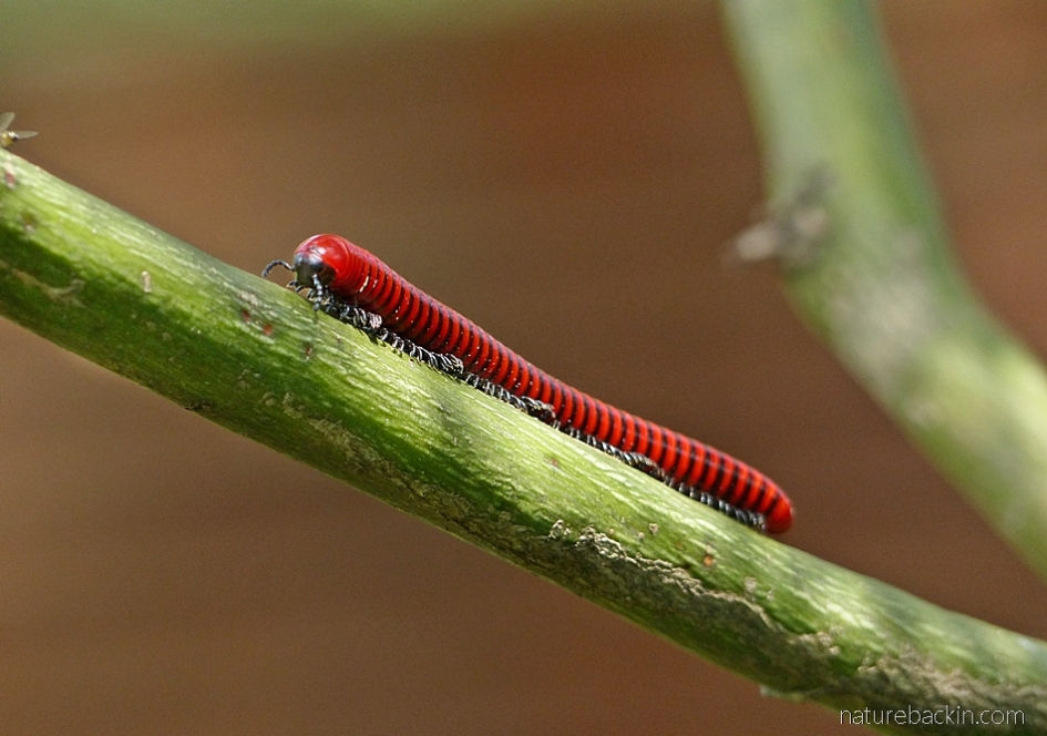 Red millipede, South Africa