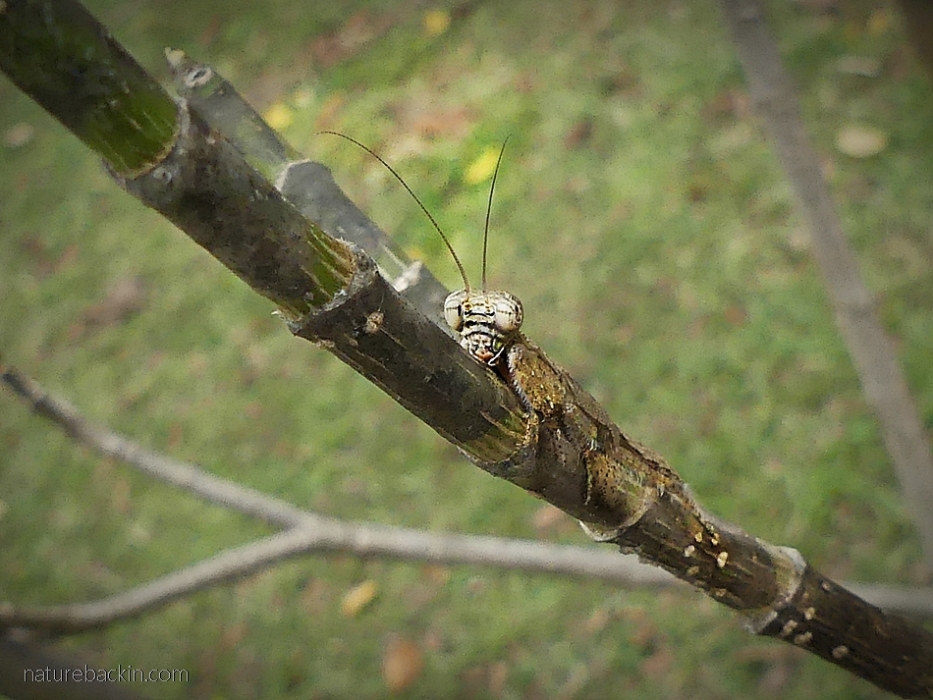 Bark mantis, South Africa