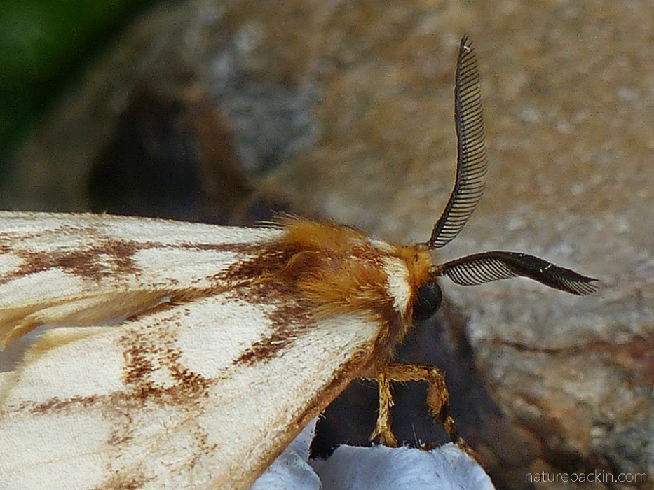 Antennai of the reticulate bagnet (Anaphe reticulata moth