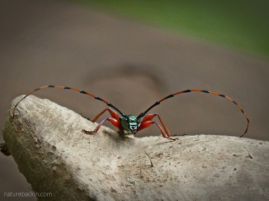 Longhorn beetle, KwaZulu-Natal