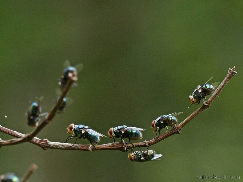 A gathering of blowflies, South Africa