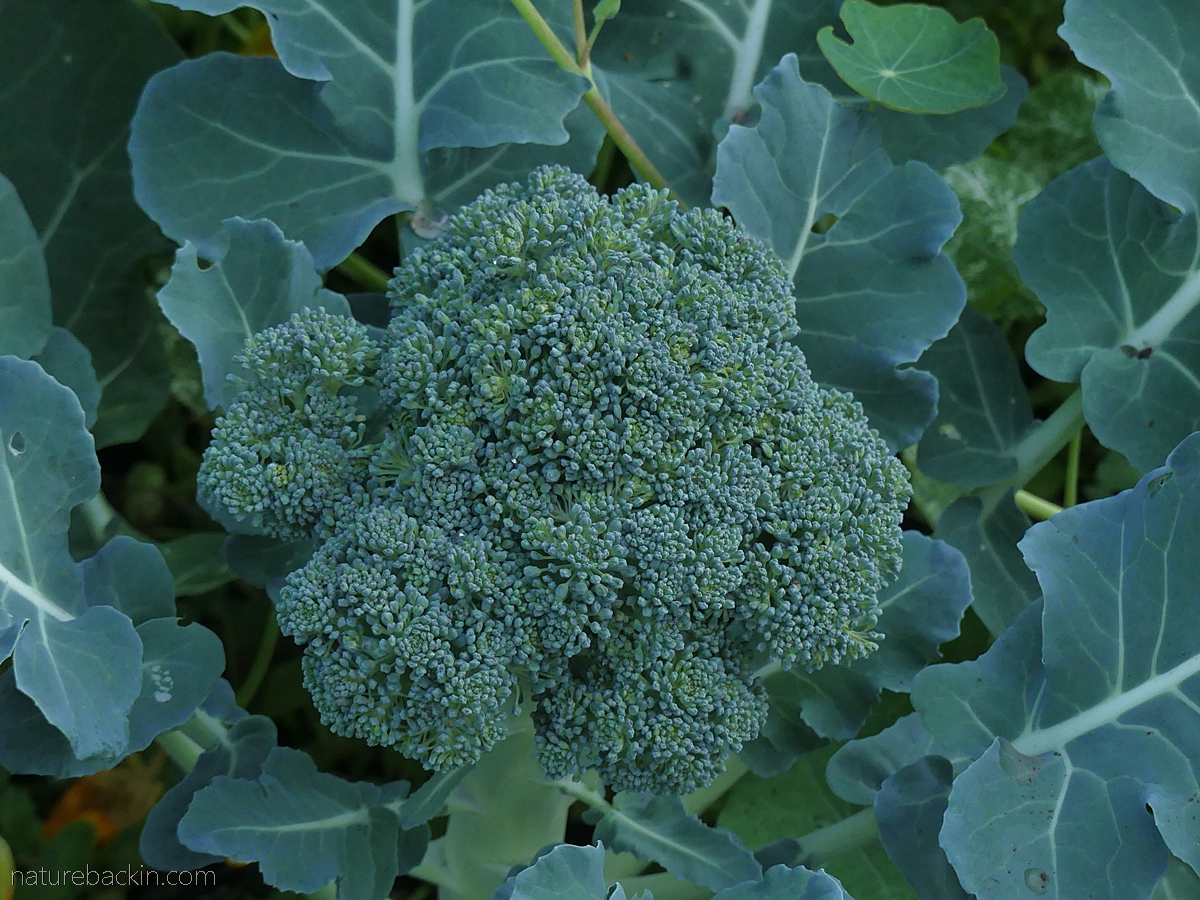 Broccoli in home kitchen garden