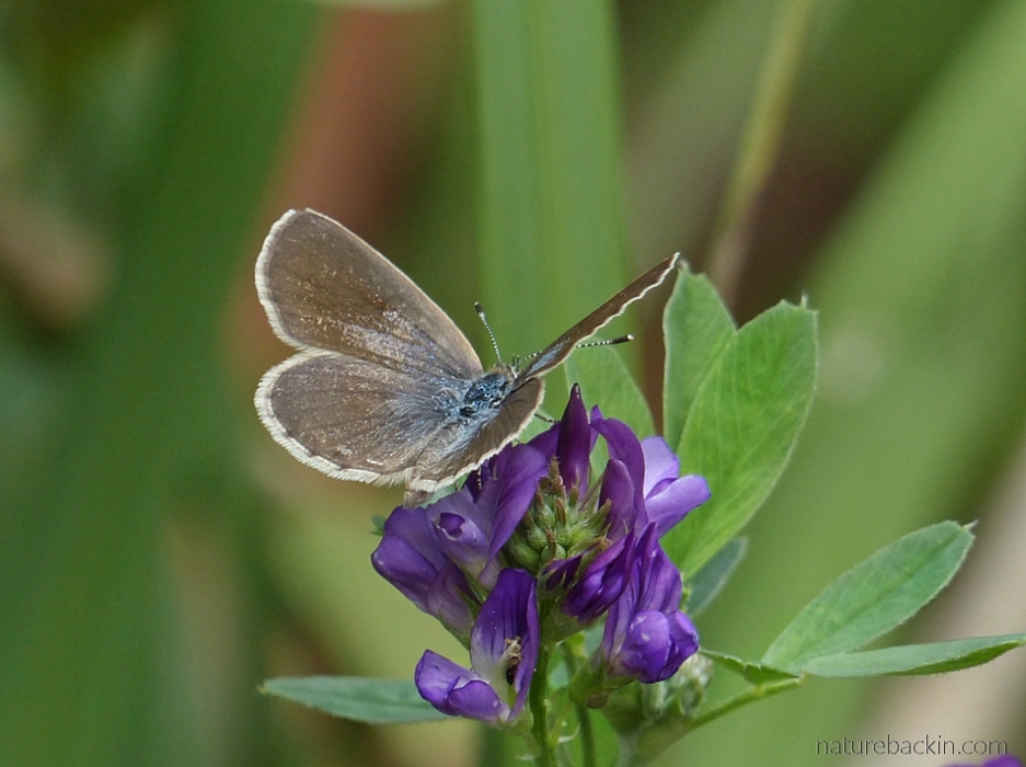 Butterfly visiting an alfalfa flower