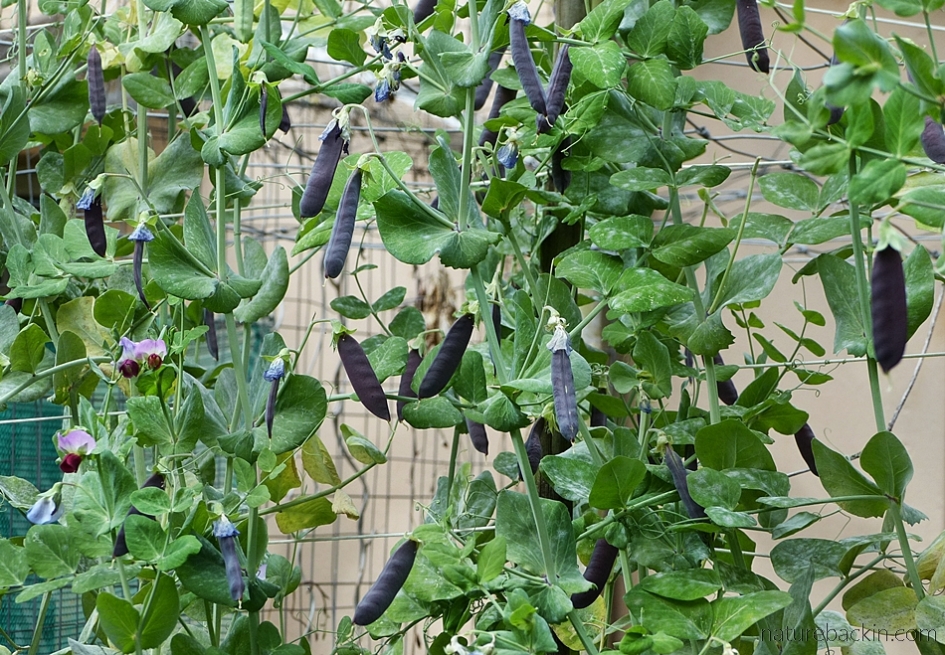 Peas with purple pods in home vegetable patch