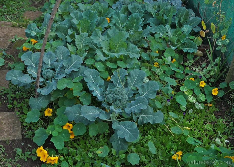Broccoli and cabbage in the home vegetable garden