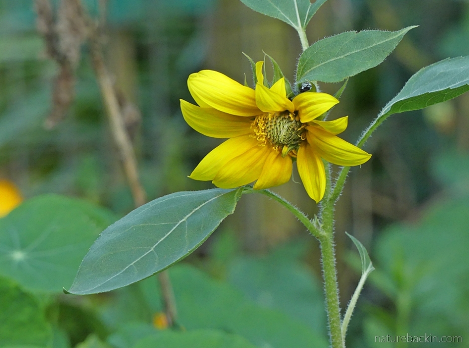 Sunflower in home vegetable garden