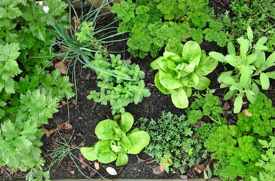 Lettuce and herbs in home vegetable garden