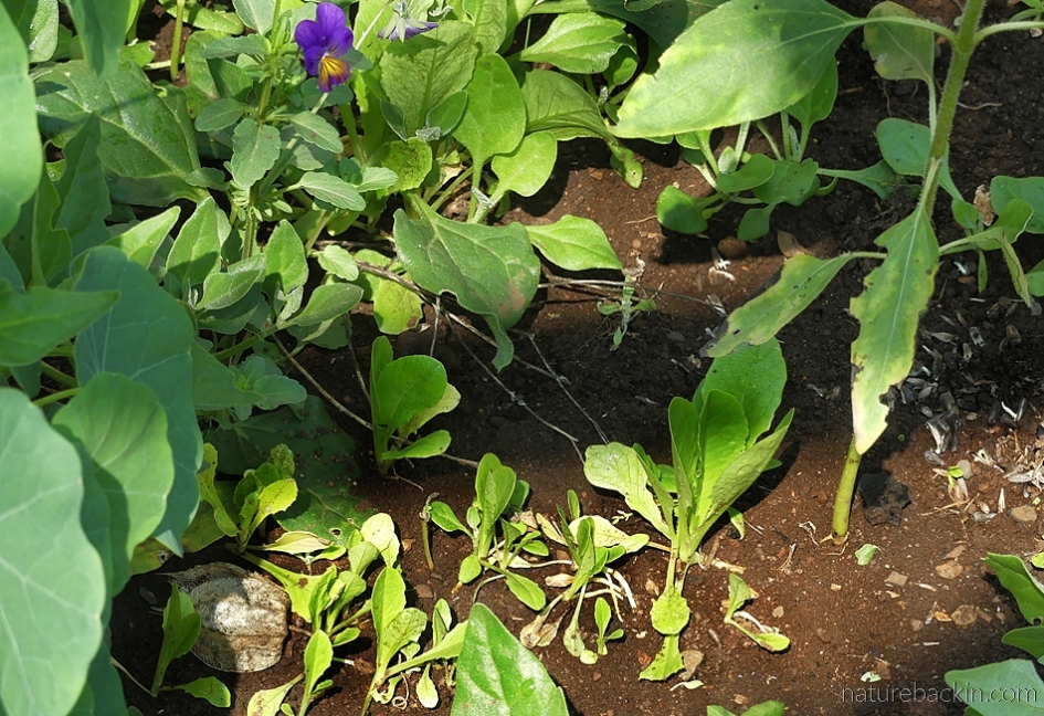 Self-seeded lettuce seedlings in home kitchen garden