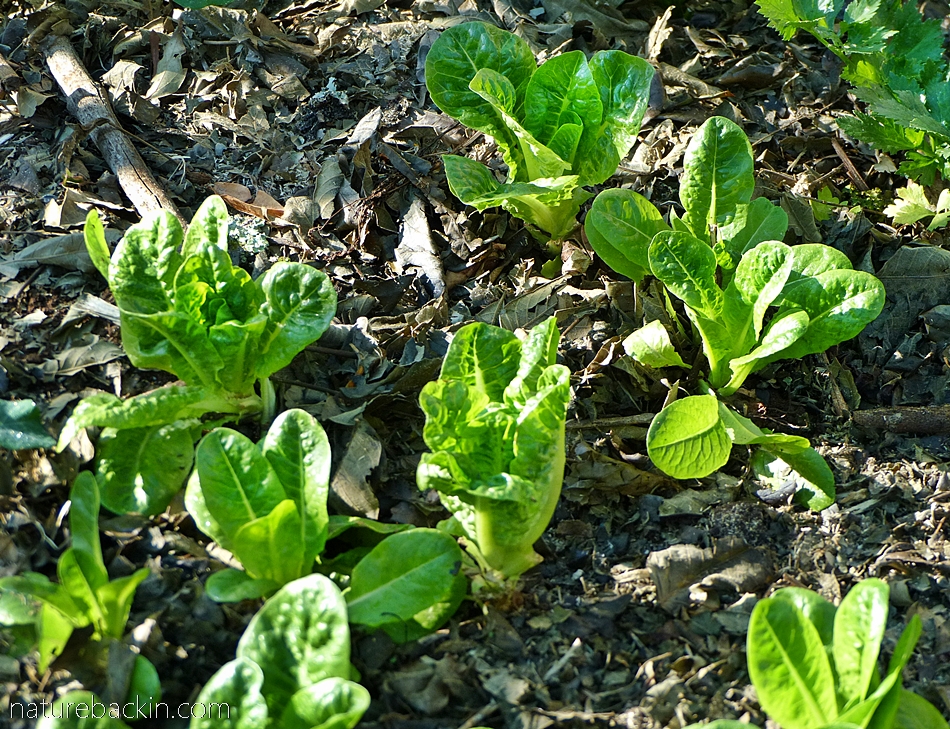 Transplanted lettuce seedlings in home vegetable patch