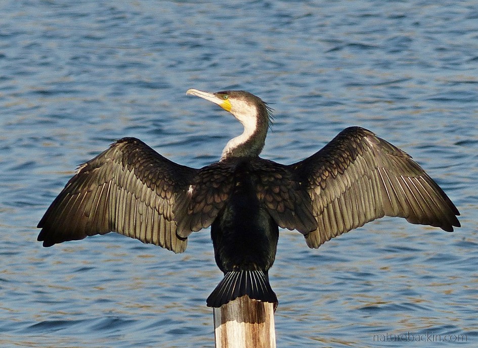 White breasted cormorant drying wings