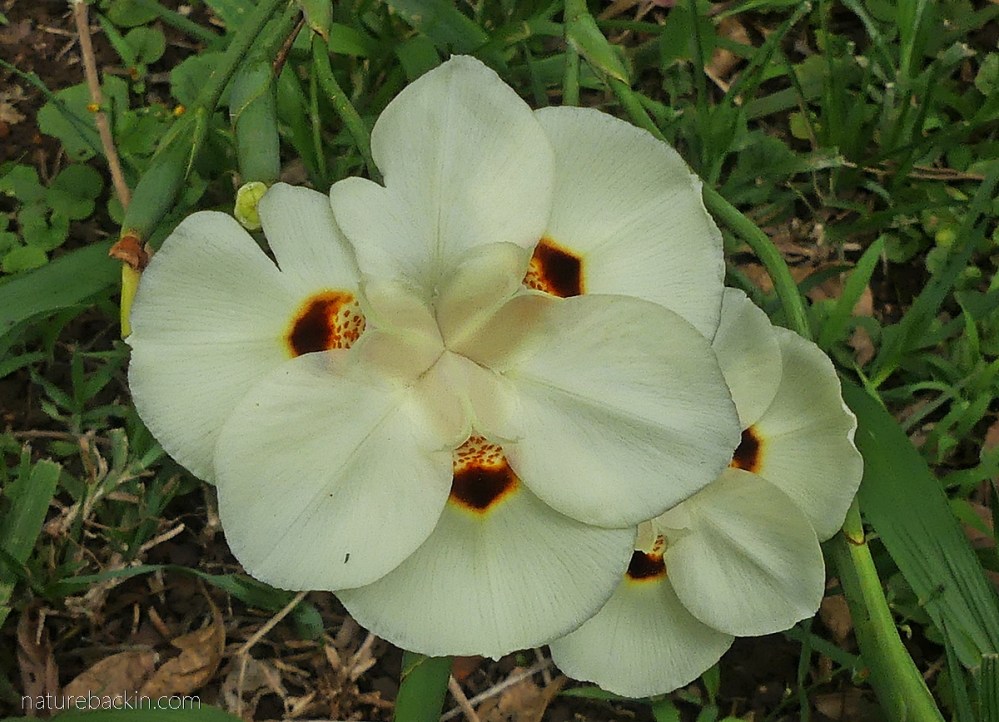 Patterns in nature: Spots and dots – letting nature back in