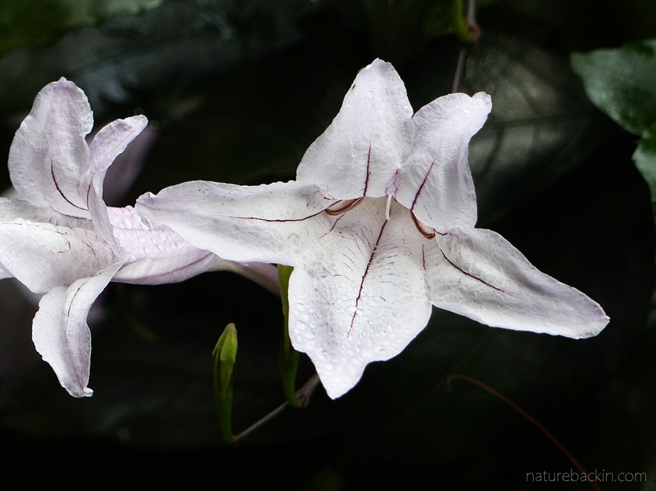 Mackaya bella flower showing bilateral symmetry