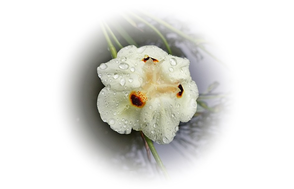 Close-up of flower of the Dietes bicolour