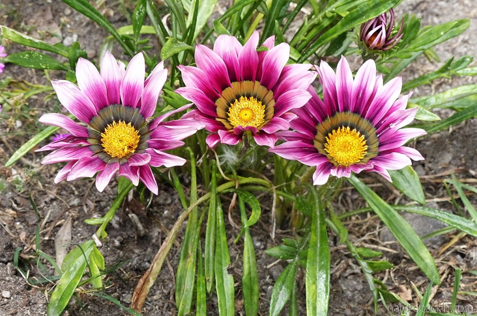 Gazania flowers showing radial symmetry