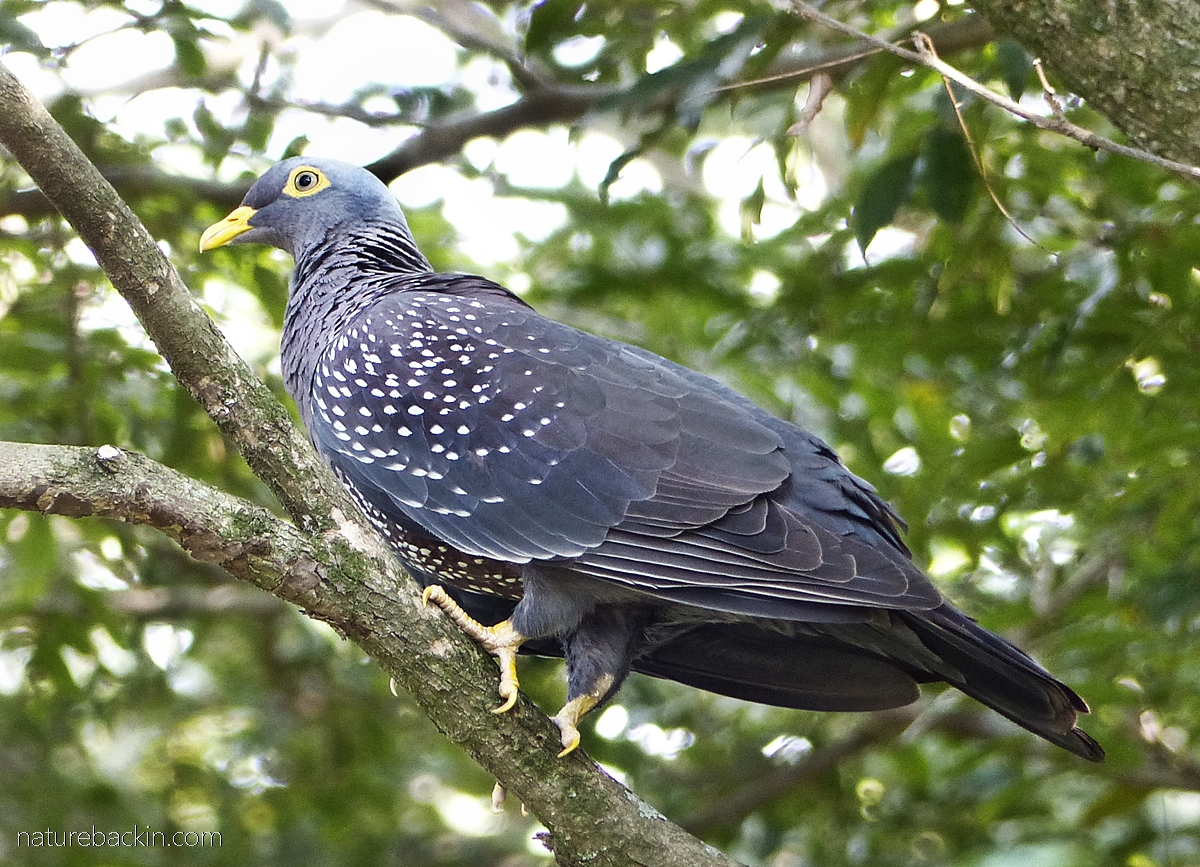 Patterns in nature: Spots and dots – letting nature back in