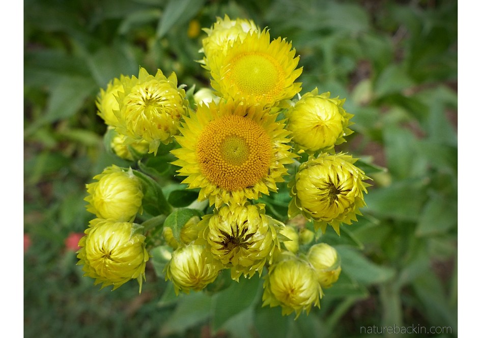 Helichrysum cooperi showing radial symmetry