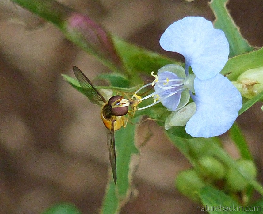 Tropical spiderwort visited by hoverfly