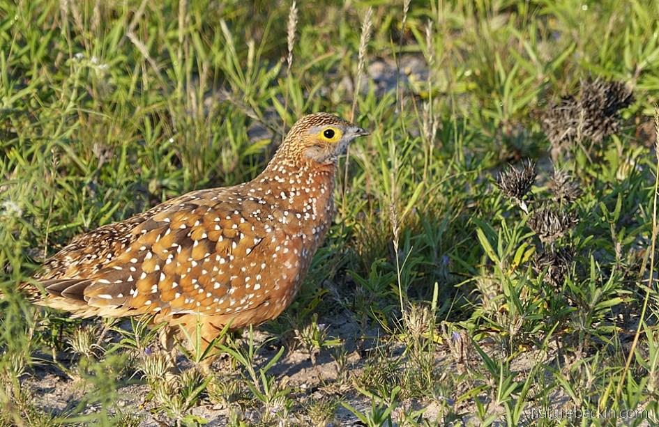 Burchell's sandgrouse showing the patterns on its plumage including white spots