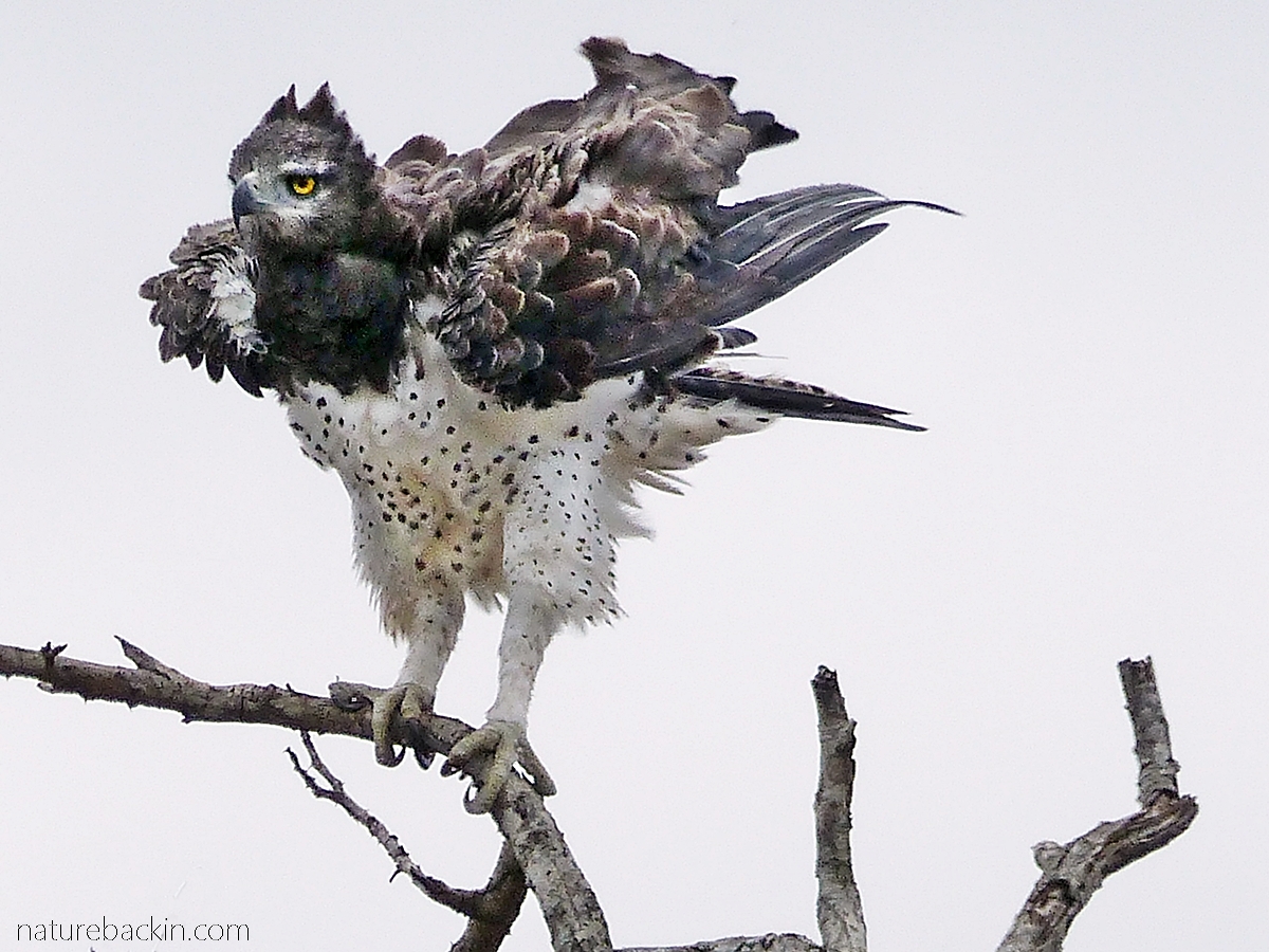 Marshall Eagle ruffling feathers and showing dots on plumage