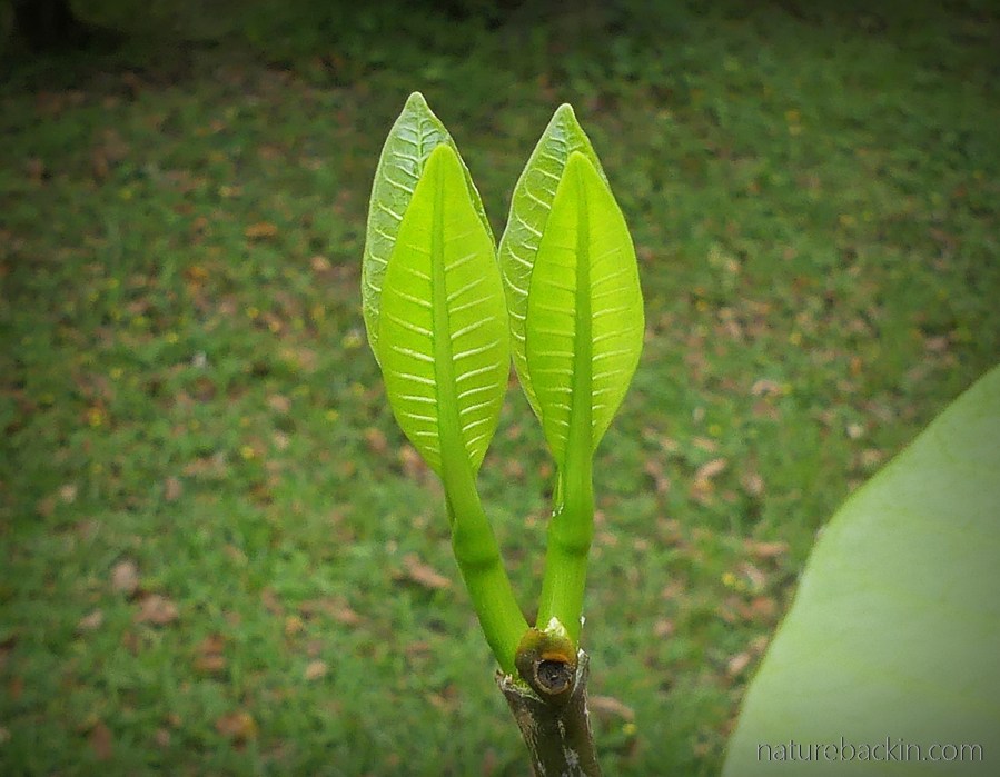 Toad tree leaves showing bilateral symmetry