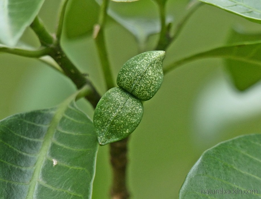 Symmetrical pair of fruit on toad tree