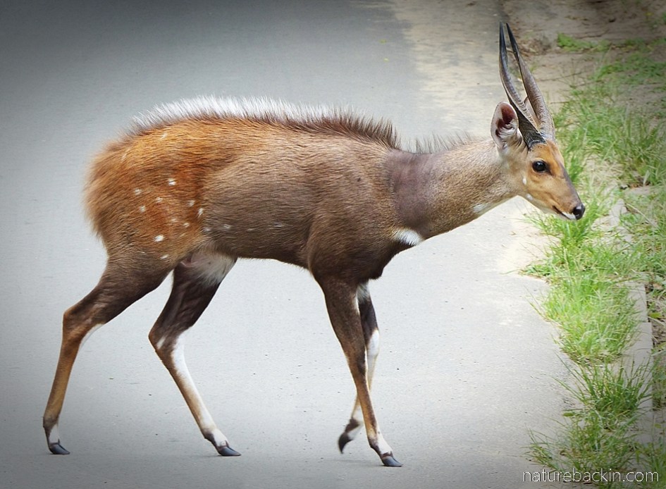 Bushbuck ram showing spots on his flank