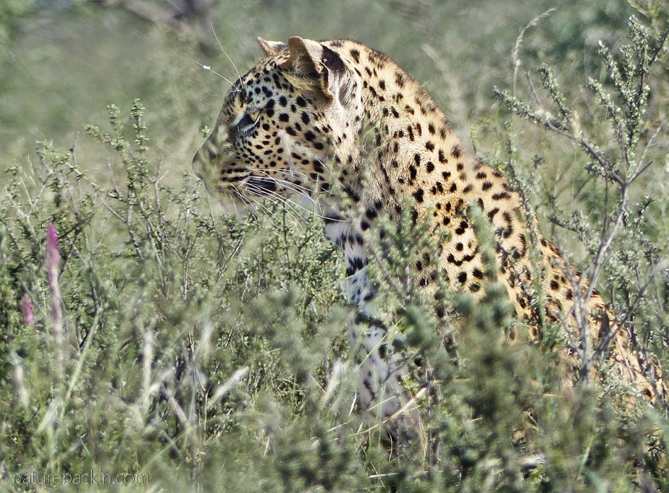 Leopard showing its spots