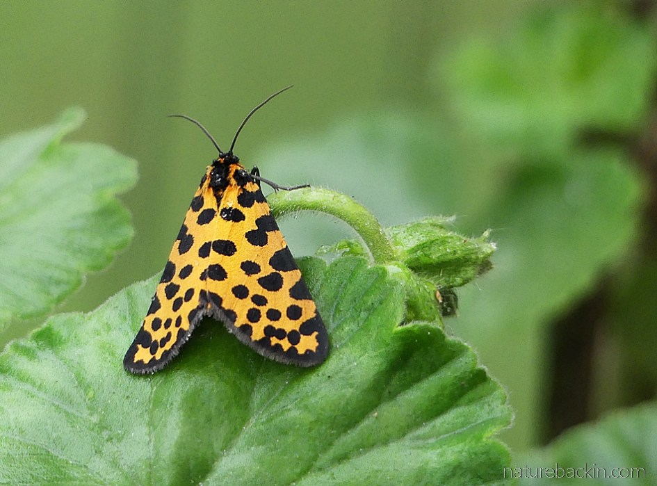 Leopard magpie moth showing its spots
