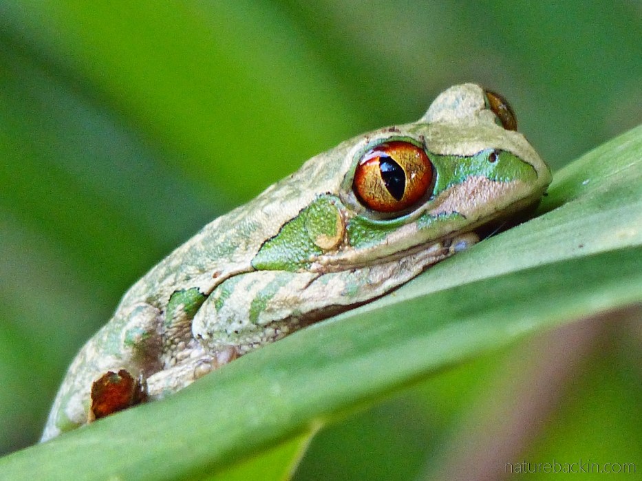 An adult Natal tree frog (Leptopelis natalensis) perched on a leaf near a garden pond in KwaZulu-Natal.