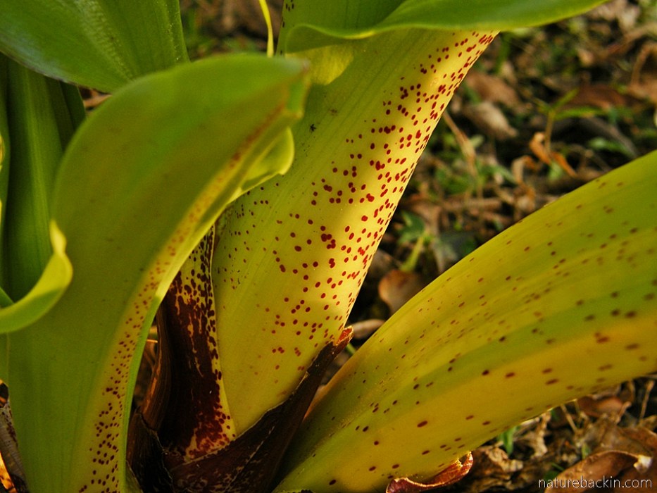 Spots on the flower stems of a paintbrush or snake lily