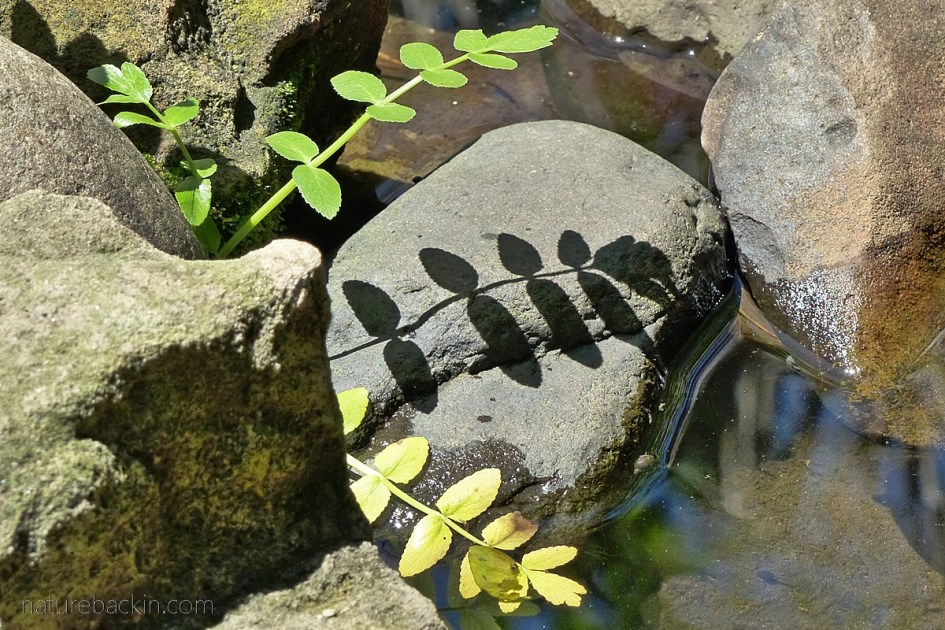 Leaves of a Berula erecta at garden pond