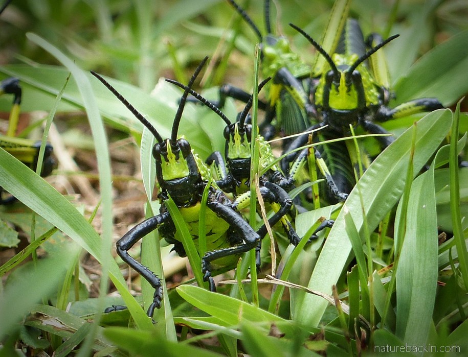Foam grasshoppers with symmetrical antennae