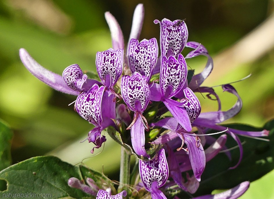 Spotted patterns on the flowers of the ribbon bush