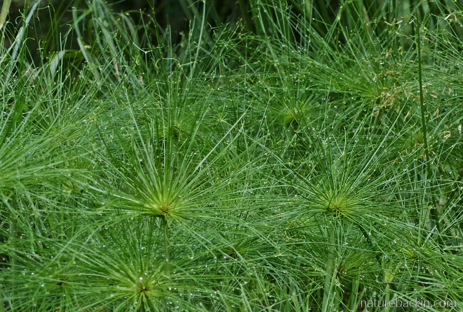 Pattern from inflorescences of the dwarf papyrus (Cyperus prolifer)