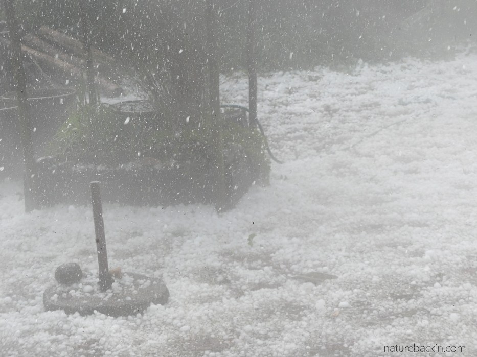 Hailstorm with a heavy fall of hail stones