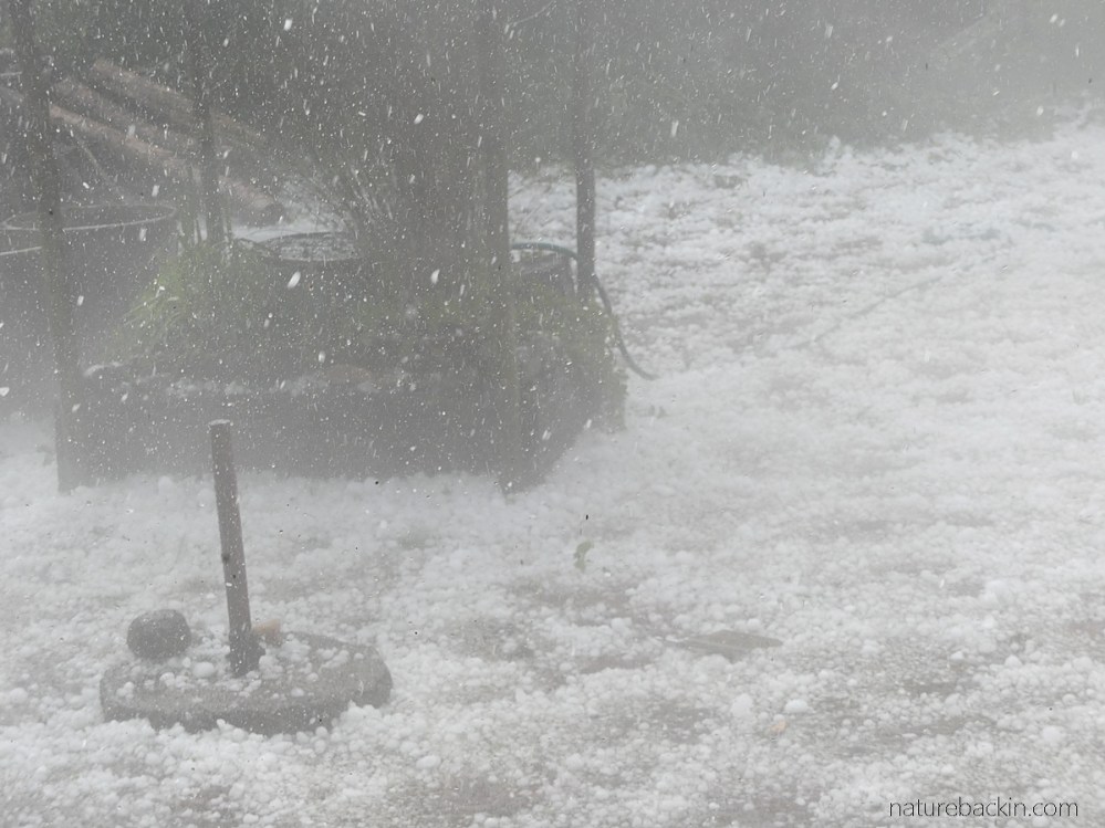 Patterns in nature: Hailstones and their aftermath – letting nature back in
