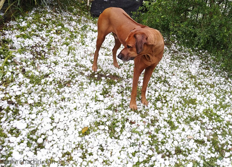 Ridgeback dog viewing hailstones after a storm