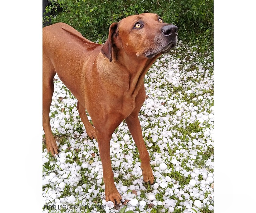 Ridgeback dog viewing fallen hail stones after a storm