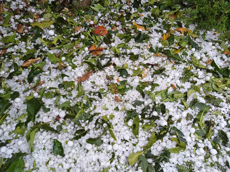 Fallen leaves and fallen hailstones