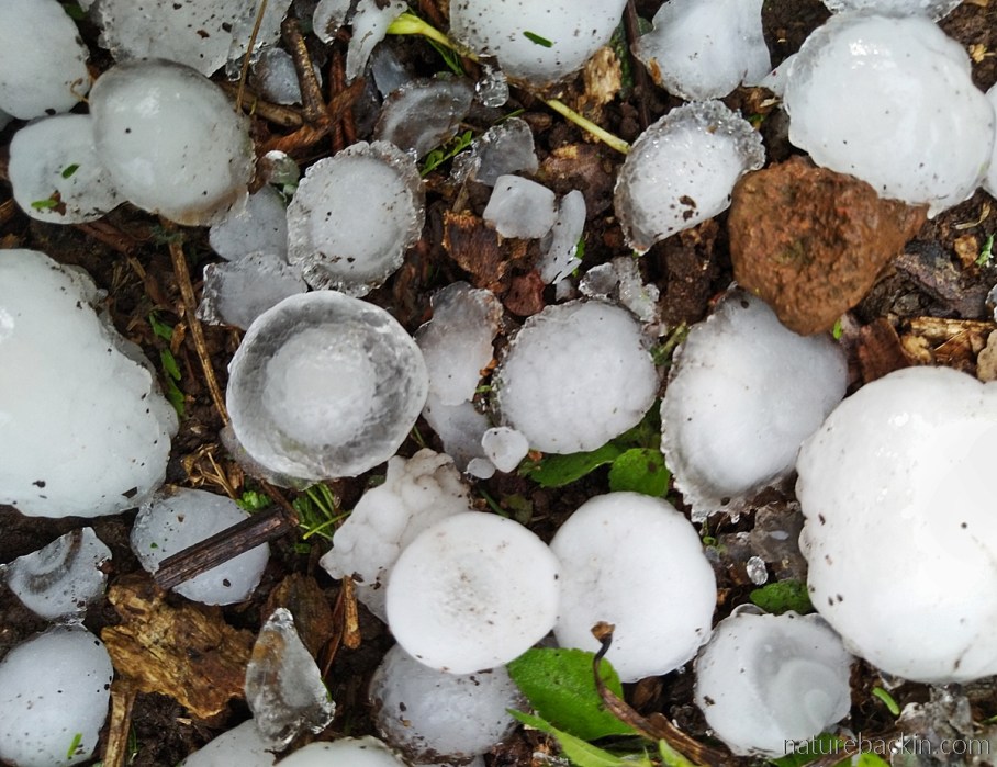 Hailstones on the ground