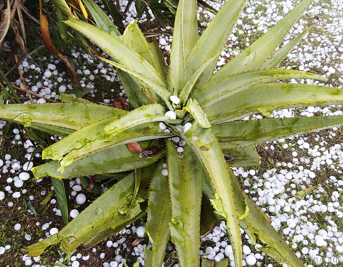 Aloe ferox damaged by hail