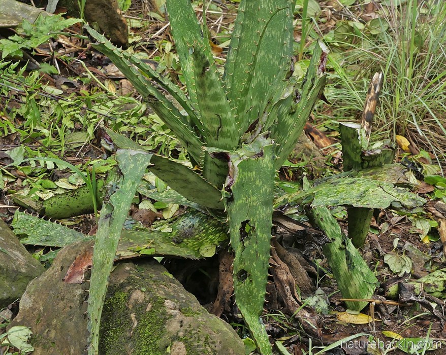 Aloe pruinosa damaged by hail stones