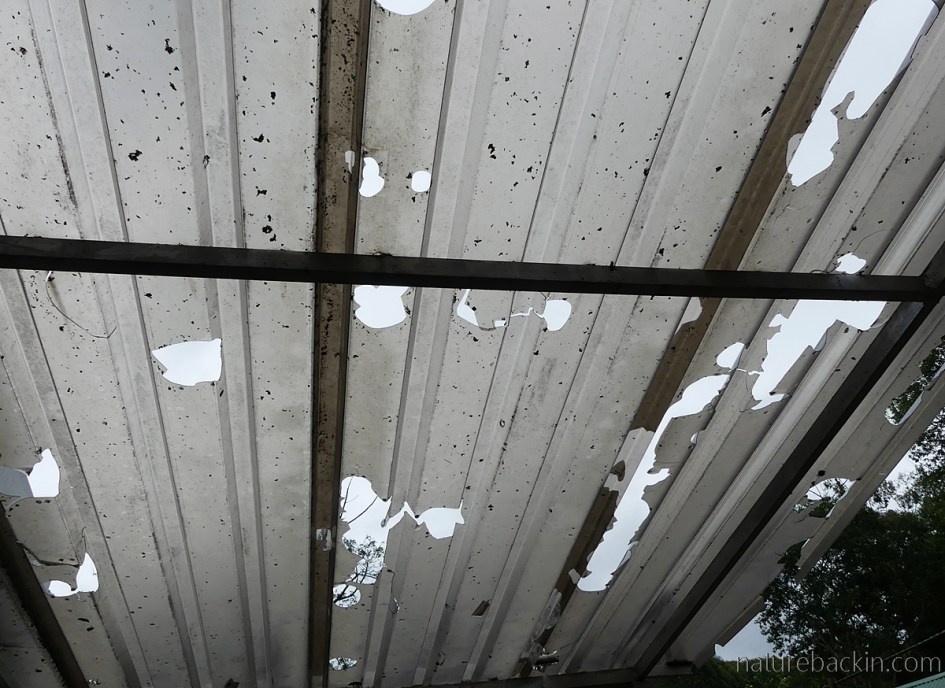 Roofing damaged by hail