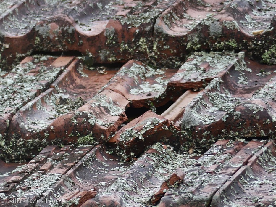 Roofing tiles cracked by hail stones