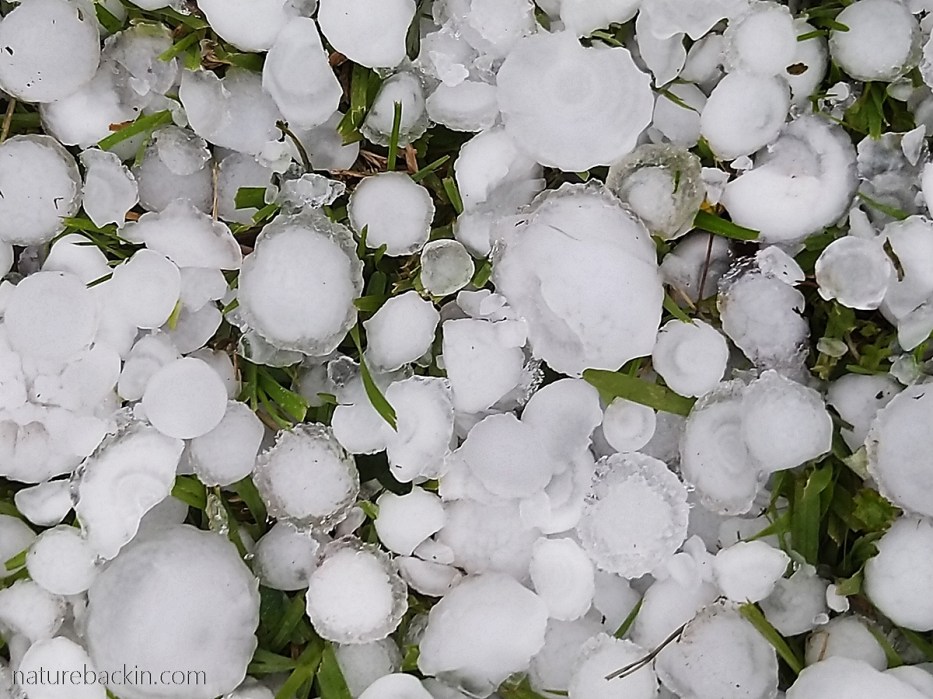 Fallen hailstones